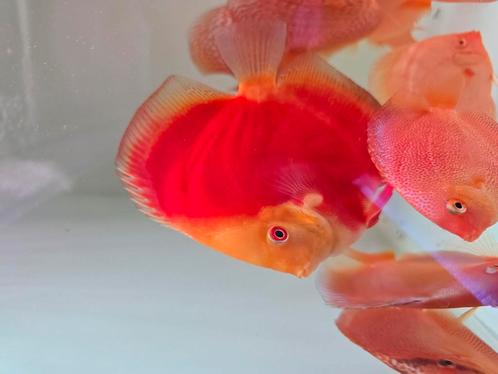Discusvissen, Dieren en Toebehoren, Vissen | Aquariumvissen, Zoetwatervis, Vis, Schoolvis