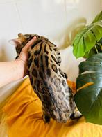 Zeldzame F5 Bengaalse (dek)kater te koop, Dieren en Toebehoren, Kater
