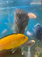Heros 5 stuks, Dieren en Toebehoren, Vissen | Aquariumvissen, Vis