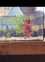 Aquarium tekoop., Ophalen, Leeg aquarium