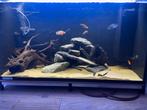 Complete aquarium en jonkies, Dieren en Toebehoren, Vissen | Aquaria en Toebehoren, Zo goed als nieuw, Ophalen, Leeg aquarium