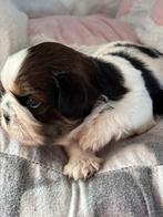 3/4 Shih Tzu 1/4 Poedel ShihPoo, Dieren en Toebehoren, Overige rassen, CDV (hondenziekte), 8 tot 15 weken, Meerdere