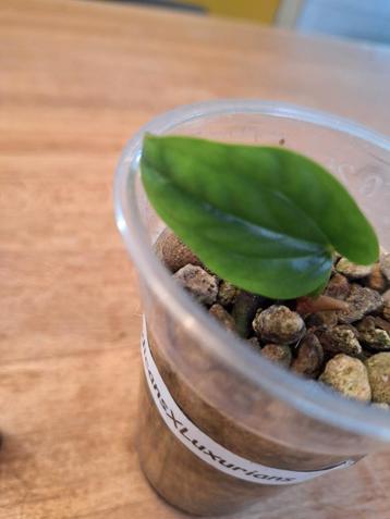 Anthurium Radicans x Luxurians Hybride beschikbaar voor biedingen