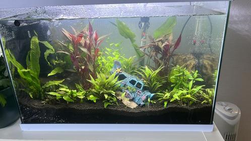 Diverse vissen, Dieren en Toebehoren, Vissen | Aquaria en Toebehoren, Zo goed als nieuw, Ophalen