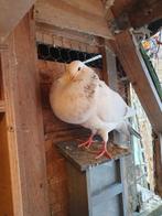 Mooie doffer  tekoop, Dieren en Toebehoren, Vogels | Duiven, Mannelijk, Kropper