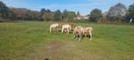 welsh B  hengst veulens en jaarling ruin, Dieren en Toebehoren, Pony's, Gechipt, 0 tot 2 jaar, Hengst, C pony (1.27m tot 1.37m)
