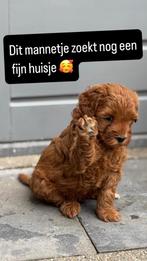 Labradoodle pups, Dieren en Toebehoren, Honden | Niet-rashonden, Reu, 8 tot 15 weken, Meerdere, Klein