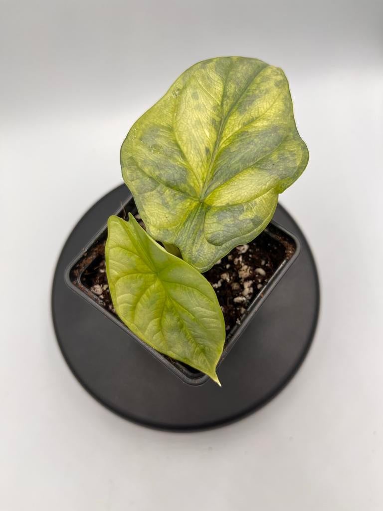 Alocasia Silver Dragon Aurea Variegata, Huis en Inrichting, Kamerplanten, Overige soorten, In pot, Minder dan 100 cm, Groene kamerplant