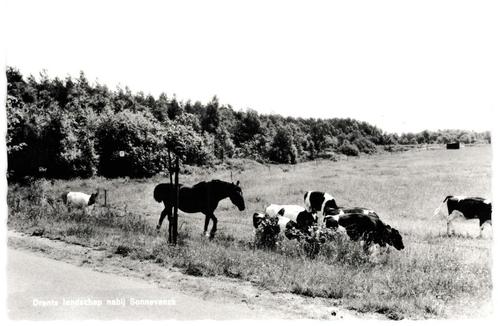 938991	Paarden Drenthe nabij Sonnevanck	1965 Koe	Niet Gelope, Verzamelen, Ansichtkaarten | Nederland, Ongelopen, Drenthe, 1960 tot 1980