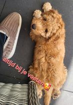 Nog 1 pupje! Mini labradoodle pup  (wordt max. 10 kilo), Dieren en Toebehoren, Honden | Retrievers, Spaniëls en Waterhonden, Overige rassen