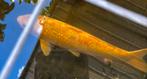 Koi, Dieren en Toebehoren, Karper of Koi