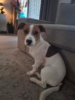 Lieve jack russel pup van 8mnd, Dieren en Toebehoren, Honden | Jack Russells en Terriërs, Rabiës (hondsdolheid), Reu, Eén hond
