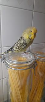 Vermist engelse grasparkiet beloning 50 euro, Dieren en Toebehoren, Vogels | Parkieten en Papegaaien, Mannelijk, Parkiet