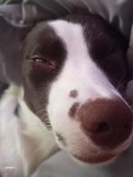 Gouden mand gezocht voor lieve Leo, Dieren en Toebehoren, Rabiës (hondsdolheid), 1 tot 2 jaar, Meerdere, Nederland