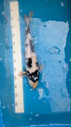 Shiro utsuri 40+ cm Kase, Dieren en Toebehoren, Vissen | Vijvervissen, Karper of Koi