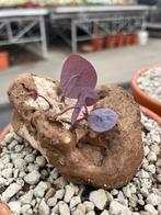 Caudex Stephania kaweesakii 12 cm pot oorsprong Thailand, Huis en Inrichting, Kamerplanten, Overige soorten, In pot, Minder dan 100 cm