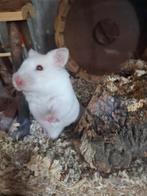 Goudhamster, Dieren en Toebehoren, Knaagdieren, Mei, Geslacht onbekend, Hamster