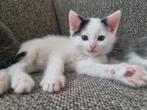 Kitten te koop, katertje, Kater, Kortharig, 0 tot 2 jaar