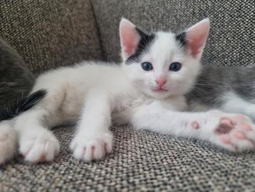 Kitten te koop, katertje beschikbaar voor biedingen