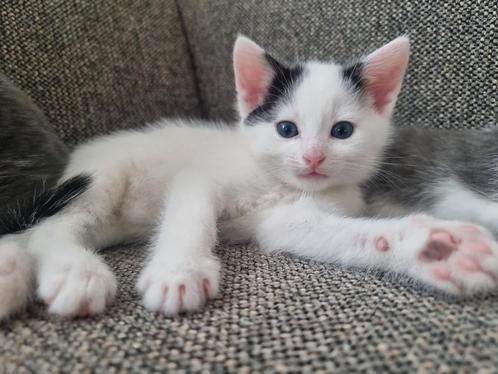 Kitten te koop, katertje, Dieren en Toebehoren, Katten en Kittens | Overige Katten, Kortharig, Kater, 0 tot 2 jaar