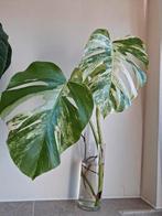 Monstera variegata, Huis en Inrichting, Kamerplanten, Ophalen, Overige soorten, Minder dan 100 cm