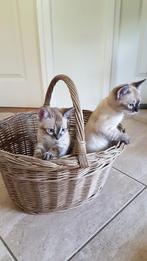 Bengaal kittens, Meerdere dieren, Ontwormd