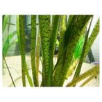 Vallisneria tiger, Ophalen of Verzenden, Zo goed als nieuw, Plant(en), Steen of Hout