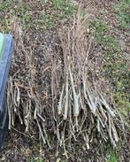 Wilgentakken, 4 bossen, gratis af te halen, Dieren en Toebehoren, Paarden en Pony's | Overige Paardenspullen, Ophalen, Nieuw, Overige soorten