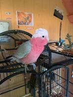 Super lieve rose kaketoe zoekt een vriendje., Dieren en Toebehoren, Vogels | Parkieten en Papegaaien, Geslacht onbekend, Papegaai