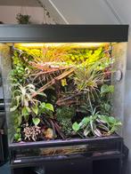Paludarium 71x40x80 showbak, Dieren en Toebehoren, Reptielen en Amfibieën | Toebehoren, Ophalen, Zo goed als nieuw