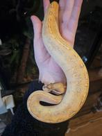 Ballpython- koningspython- python regius, Dieren en Toebehoren, Reptielen en Amfibieën, Slang, 0 tot 2 jaar