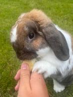 GEZOCHT: Vrouwtje voor mijn konijn!, Dieren en Toebehoren, Konijnen, Mannelijk, Dwerg, Hangoor