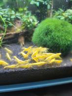 Gele neocarodina garnalen, Kreeft, Krab of Garnaal