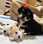 Lief chihuahua reutje zoekt een warm mandje!, Dieren en Toebehoren, Honden | Chihuahua's en Gezelschapshonden, België, Particulier
