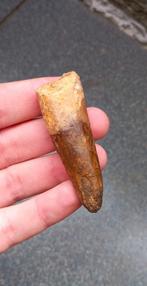 Spinosaurus tand uit Marokko dinosaurus fossiel Jurassic, Verzamelen, Mineralen en Fossielen, Ophalen of Verzenden, Fossiel