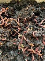 Tijgerwormen/compostwormen wormenhotel, Tuin en Terras, Aarde en Mest, Ophalen