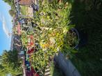 Grote gele vlinderstruik, Ophalen, Zomer, Overige soorten, Volle zon