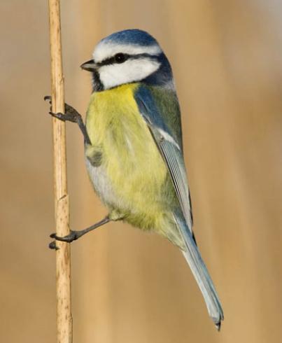 Koppel pimpelmezen, Dieren en Toebehoren, Vogels | Overige Vogels, Wildzangvogel, Meerdere dieren, Geringd