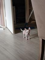 Mini chinese naakthond . Reutje pup mag t nest verlaten, Rabiës (hondsdolheid), 8 tot 15 weken, Eén hond, Nederland