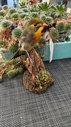 Prachtige nieuw opgezette Japanse nachtegaal, Ophalen of Verzenden, Nieuw, Vogel, Opgezet dier