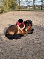 Nordsvensk brukshäst, betrouwbare, werkwillige krachtpatser, Dieren en Toebehoren, Merrie, Minder dan 160 cm, B, Gechipt