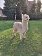 Alpaca merrie Quaro 2023, Dieren en Toebehoren, Vrouwelijk