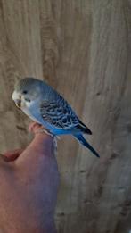 Tamme parkiet, Dieren en Toebehoren, Geslacht onbekend, Parkiet, Tam