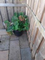 Grote hortensia  in kunststof  bak, Tuin en Terras, Planten | Tuinplanten, Ophalen, Overige soorten, Volle zon
