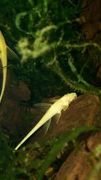 Rineloricaria lanceolata gold albino, Dieren en Toebehoren, Vissen | Aquariumvissen, Vis, Zoetwatervis, Schoolvis