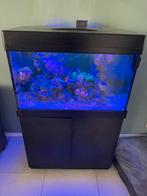 Te koop red sea 250 zee-zout aquarium met heel veel extra’s, Dieren en Toebehoren, Vissen | Aquaria en Toebehoren, Ophalen, Zo goed als nieuw