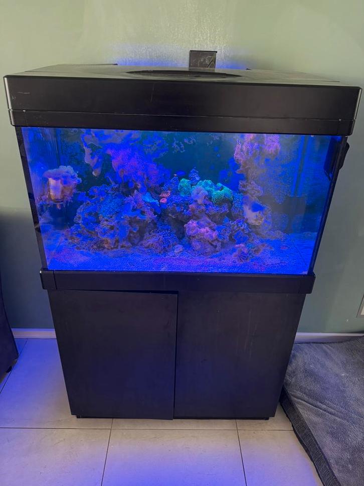 Te koop red sea 250 zee-zout aquarium met heel veel extra’s, Dieren en Toebehoren, Vissen | Aquaria en Toebehoren, Zo goed als nieuw
