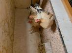 Gezocht serama haan, Dieren en Toebehoren, Pluimvee, Mannelijk, Kip