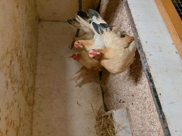 Gezocht serama haan beschikbaar voor biedingen