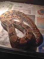 Boa man gezocht, Dieren en Toebehoren, Reptielen en Amfibieën, Slang, 0 tot 2 jaar
